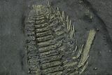 Pyritized Triarthrus Trilobite with Appendages - New York #383764-2